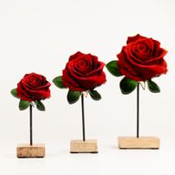 Fa szobanövény - Közepes szimpla rózsa