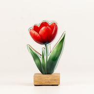 Fa szobanövény - Mini tulipán
