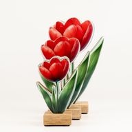 Fa szobanövény - Mini tulipán