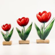Fa szobanövény - Mini tulipán