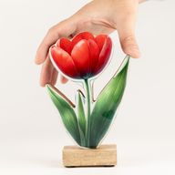 Fa szobanövény - Közepes tulipán